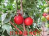 供应日本粉冠 NO.1（口感好，耐裂）—番茄种子