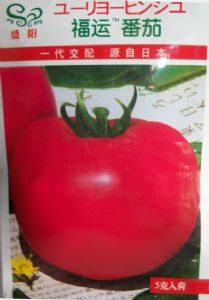 供应福运番茄-番茄种子