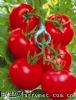 供应卡罗特933-番茄种子