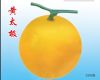 供应黄太极——甜瓜种子