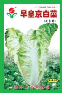供应早皇京白菜—白菜种子