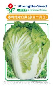 供应春晖结球白菜（杂交二月白）—白菜种子