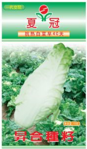 供应夏冠—白菜种子