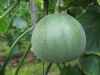 供应莱甜100—高产早熟绿皮绿肉薄皮甜瓜种子