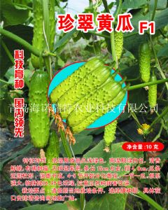 供应珍翠-高产高品质旱黄瓜种子