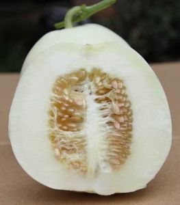 供应中原香玉18F1—香瓜种子