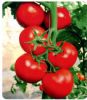 供应荷兰红玉F1-番茄种子