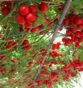供应进口杂交番茄树种子