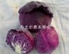 供应紫丹—紫甘蓝种子