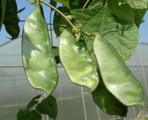 供应宽耳朵－扁豆种子