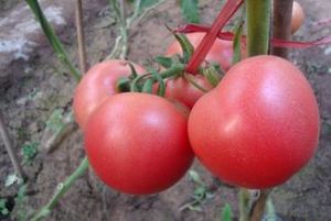 供应双抗优1号—番茄种子