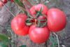 供应双抗优2号—番茄种子