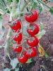 供应红圣3-6—番茄种子