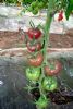 供应宝石黑丹—番茄种子