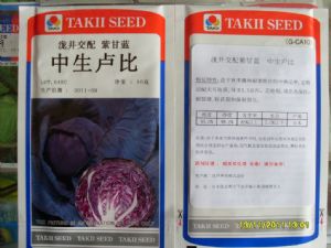 供应日本原装进口泷井交配中生卢比紫甘蓝种子