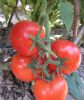 供应纳赛尔—番茄种子