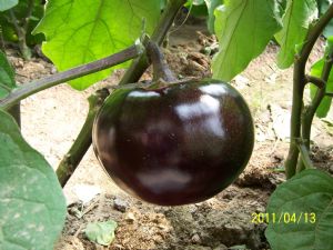 供应紫萱F1（茄子）—茄子种子