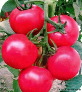 供应阿斯盾—番茄种子
