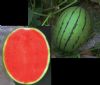 供应春红玉—西瓜种子