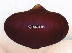 供应紫玉F1—洋葱种子