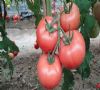 供应惠美—番茄种子