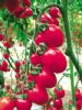 供应圣安娜1001—番茄种子