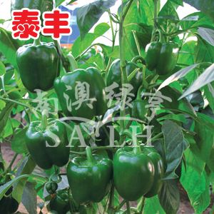 供应泰丰—甜椒种子