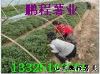 供应优质脱毒紫山芋种子