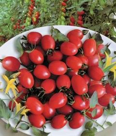 供应金田喜(粉果小番茄)—番茄种子