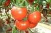 供应192(荷兰引进大红番茄)—番茄种子
