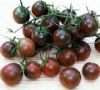 供应紫樱桃小番茄－番茄种子
