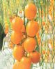 供应21-9(橙黄色樱桃小番茄)—番茄种子