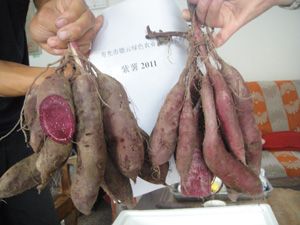 供应紫色红薯种苗