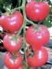 供应抗TV病毒粉果番茄21-35—番茄种子