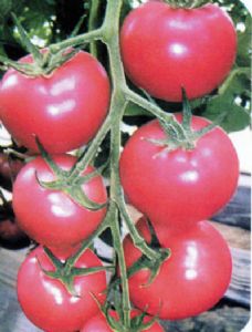 供应抗TV病毒粉果番茄21-35—番茄种子