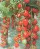 供应21-33(红色樱桃小番茄)—番茄种子