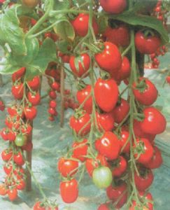 供应21-33(红色樱桃小番茄)—番茄种子