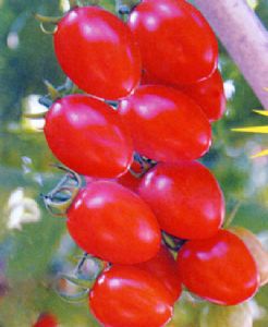 供应抗TV病毒樱桃番茄21-36—番茄种子