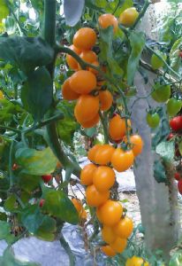 供应金皇后-番茄种子