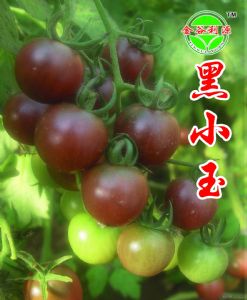 供应黒小玉—番茄种子