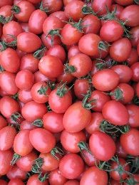 供应金禧三号—番茄种子