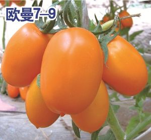 供应欧曼7-9—番茄种子