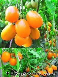 供应丽莎68—番茄种子