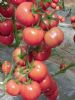 供应威尔顿—番茄种子