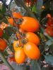 供应黄罗曼系列伊娃—番茄种子