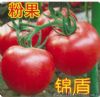 供应锦盾—番茄种子