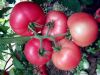 供应欧宝-秋延---冬春粉番茄种苗