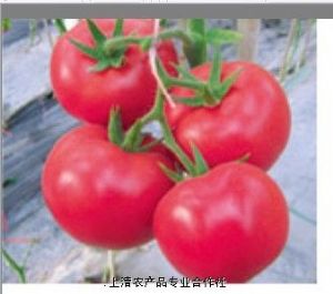 供应大型粉果奥菲特抗TY番茄种子