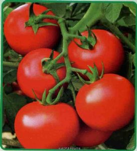 供应粉贵妃番茄种苗