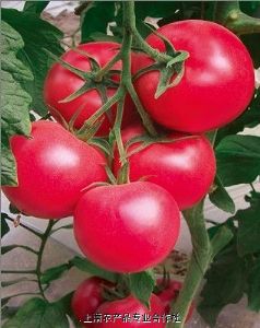 供应法拉利番茄种子